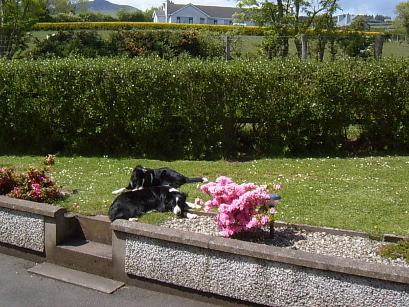 Garron View Bed and Breakfast Cushendall Exteriör bild